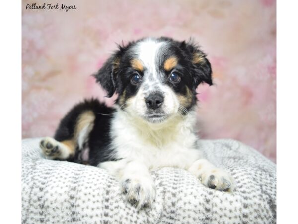 Miniature Australian Shepherd Dog Female Black Tan & White 23377 Petland Fort Myers, Florida