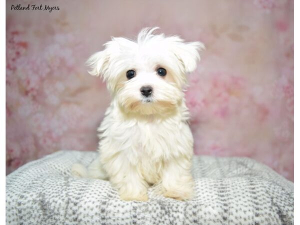 Maltese Dog Female White 23376 Petland Fort Myers, Florida