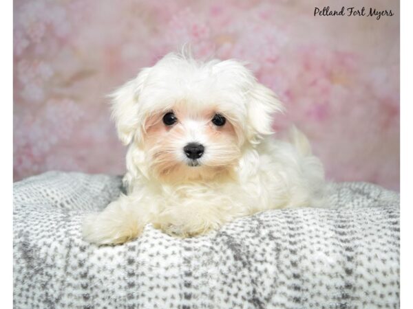 Maltese--Male---Petland Fort Myers, Florida