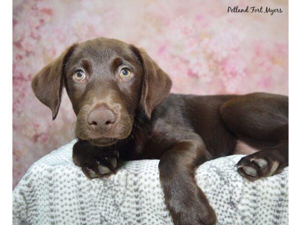 Labrador Retriever-Dog-Female-Chocolate-23374-Petland Fort Myers, Florida