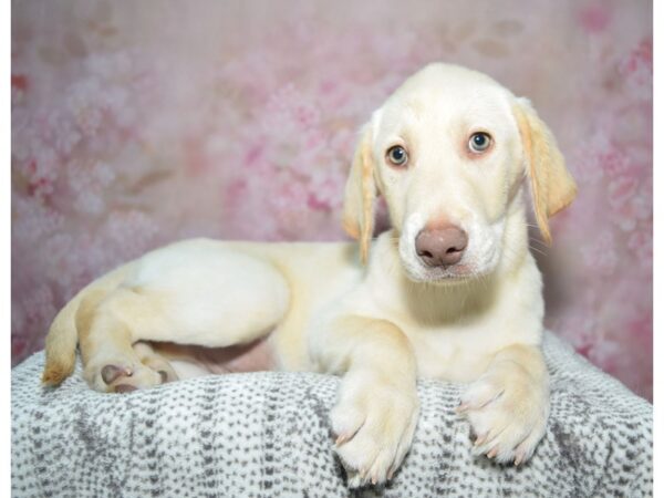 Labrador Retriever--Male---Petland Fort Myers, Florida