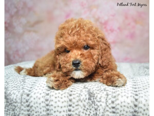 Goldendoodle--Female---Petland Fort Myers, Florida