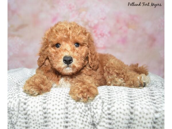 Goldendoodle--Male---Petland Fort Myers, Florida