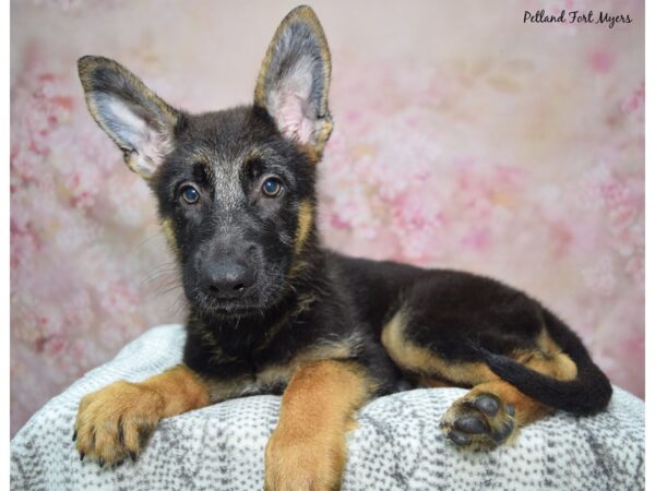 German Shepherd--Female---Petland Fort Myers, Florida