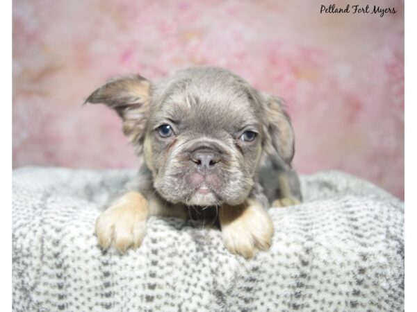 French Bulldog Dog Female Blue & Tan 23369 Petland Fort Myers, Florida