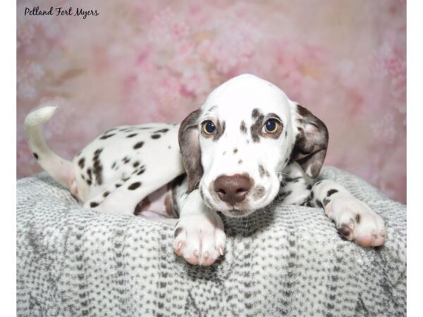 Dalmatian Dog Female White & Liver 23367 Petland Fort Myers, Florida