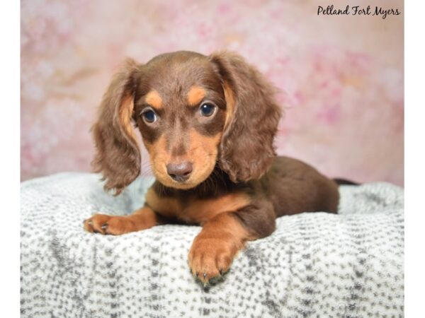 Dachshund Dog Female Chocolate & Tan 23366 Petland Fort Myers, Florida