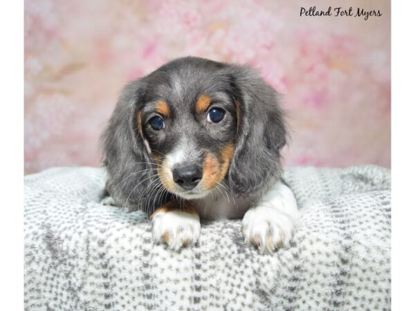 Dachshund Dog Male Blue 23365 Petland Fort Myers, Florida