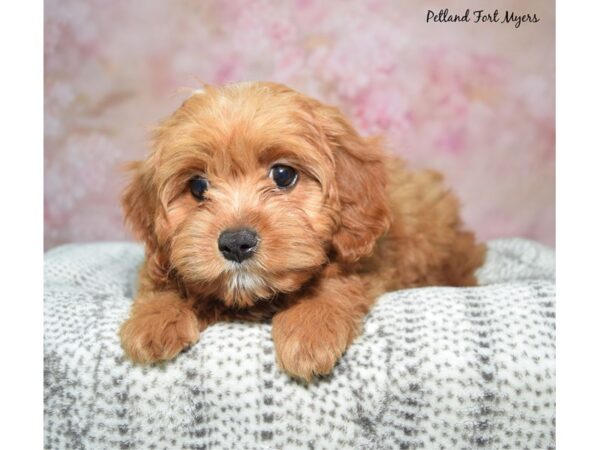 Cavapoo Dog Female Red & White 23364 Petland Fort Myers, Florida