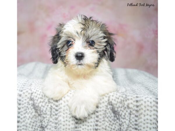 Coton De Tulear-Dog-Female-Brindle & White-23399-Petland Fort Myers, Florida