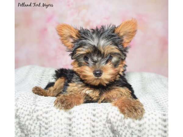 Yorkshire Terrier-Dog-Male-Black & Tan-23398-Petland Fort Myers, Florida