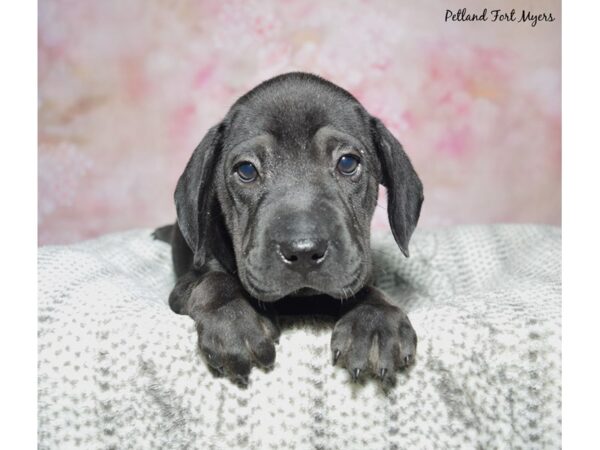 Sharpeagle Dog Female Black 23397 Petland Fort Myers, Florida