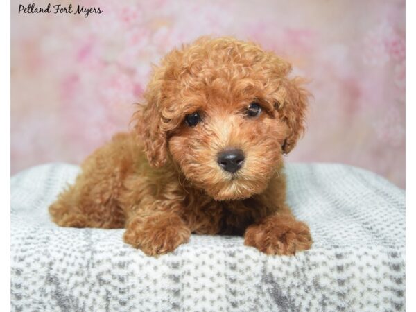 Miniature Poodle-Dog-Female-Red-23395-Petland Fort Myers, Florida