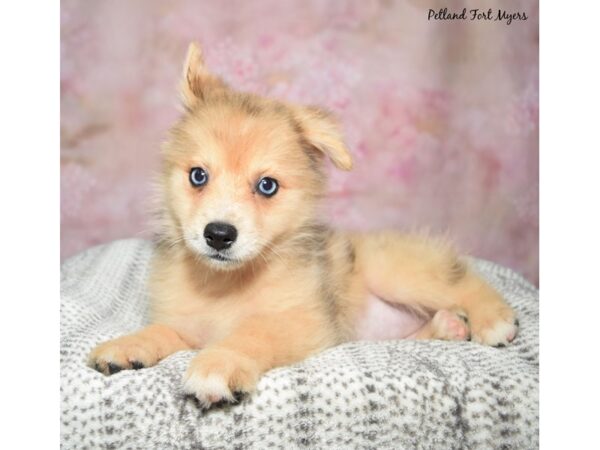 Pomsky 2nd Gen-Dog-Female-Merle-23394-Petland Fort Myers, Florida