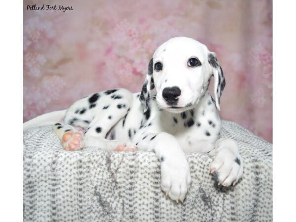 Dalmatian Dog Female Black & White 23385 Petland Fort Myers, Florida