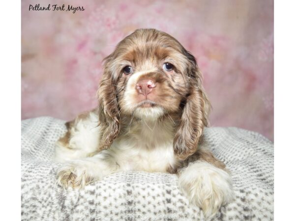 Cocker Spaniel-Dog-Female-Chocolate Merle-23384-Petland Fort Myers, Florida