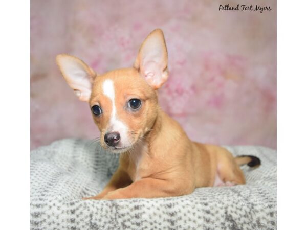 Chihuahua-Dog-Female-Cream-23383-Petland Fort Myers, Florida