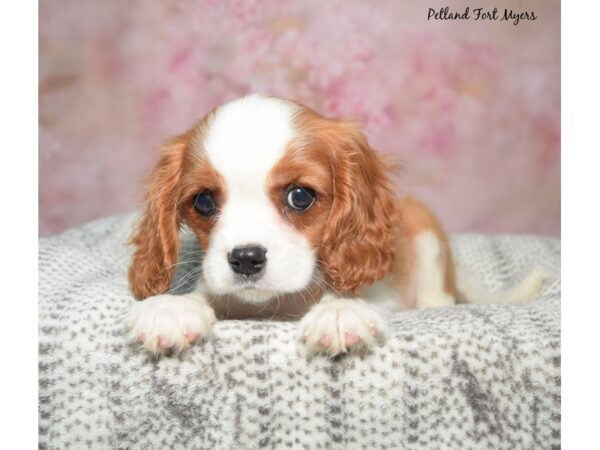 Cavalier King Charles Spaniel-Dog-Male-Blenheim-23382-Petland Fort Myers, Florida