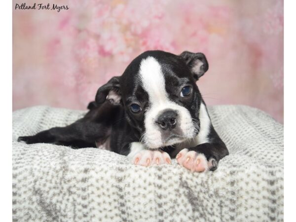 Boston Terrier--Male---Petland Fort Myers, Florida