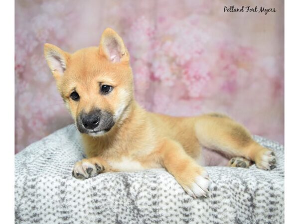 Shiba Inu Dog Male Red Sesame 23379 Petland Fort Myers, Florida