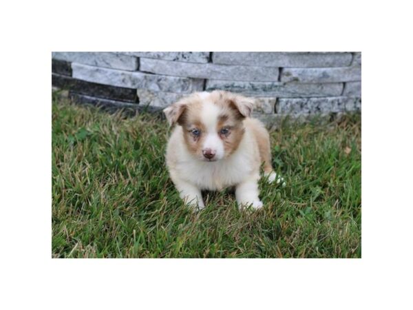 Miniature Australian Shepherd-Dog-Female-Red Merle-23421-Petland Fort Myers, Florida