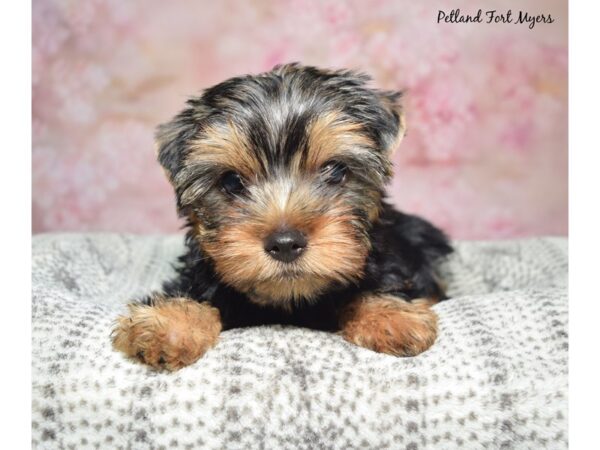 Yorkshire Terrier-Dog-Female-Black & Tan-23410-Petland Fort Myers, Florida