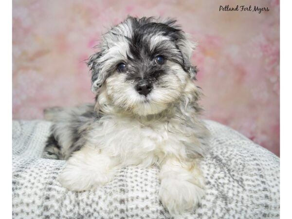 Maltipoo-Dog-Male-Blue Merle-23409-Petland Fort Myers, Florida