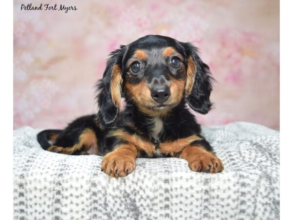 Dachshund-Dog-Female-Black & Tan-23407-Petland Fort Myers, Florida