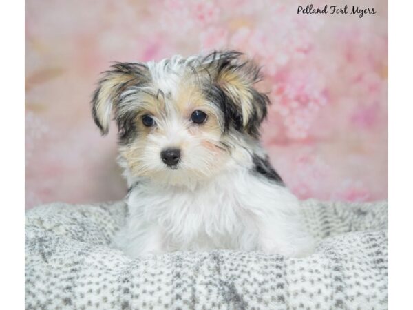 Morkie-Dog-Male-Black/Parti-23422-Petland Fort Myers, Florida