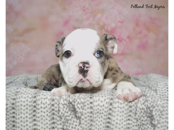 English Bulldog--Female---Petland Fort Myers, Florida