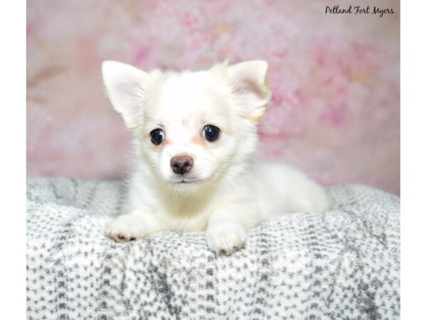 Chihuahua-Dog-Female-White-23416-Petland Fort Myers, Florida