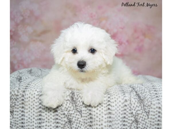Bichon Frise--Female---Petland Fort Myers, Florida