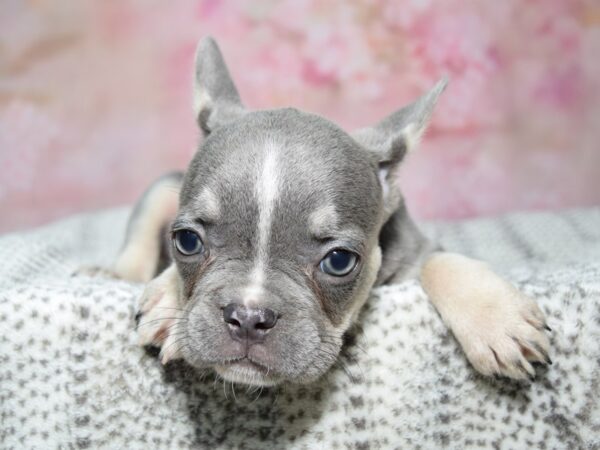 French Bulldog--Female---Petland Fort Myers, Florida