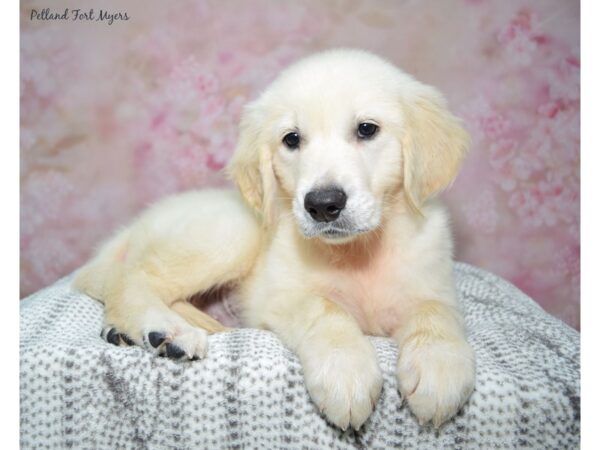 Golden Retriever--Male---Petland Fort Myers, Florida