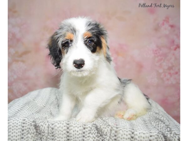 Corgipoo--Female---Petland Fort Myers, Florida