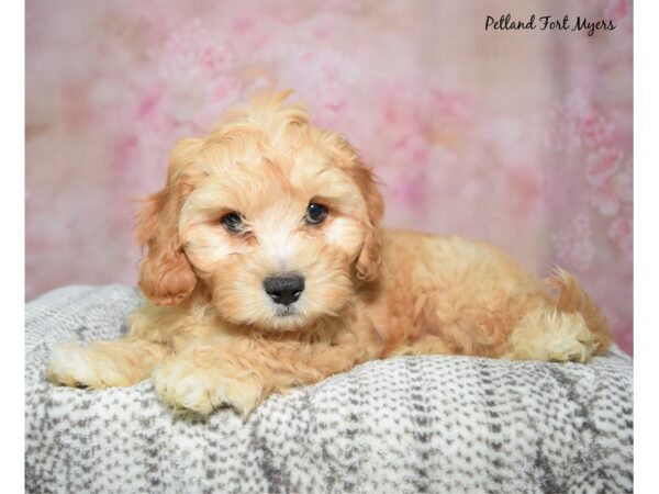 [#23353] Apricot Male Cavachon Puppies for Sale