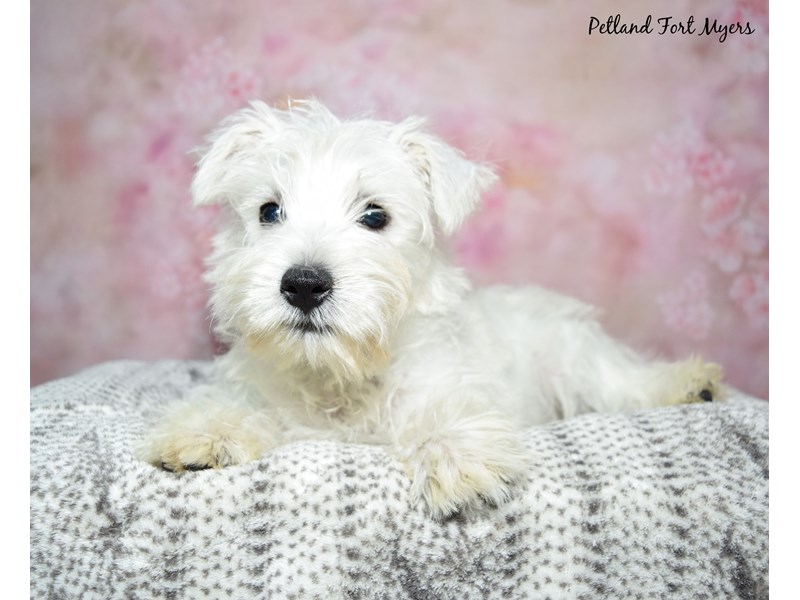 West Highland White Terrier - 23349 Image #1