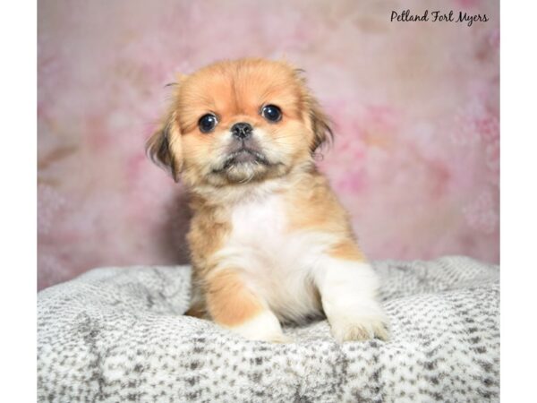 Pekingese--Male---Petland Fort Myers, Florida