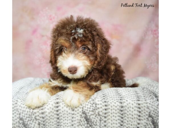 Bernedoodle--Male---Petland Fort Myers, Florida