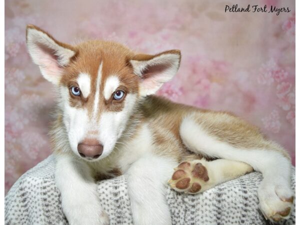 Siberian Husky--Male---Petland Fort Myers, Florida