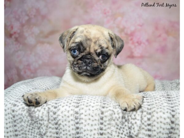 Pug--Male---Petland Fort Myers, Florida
