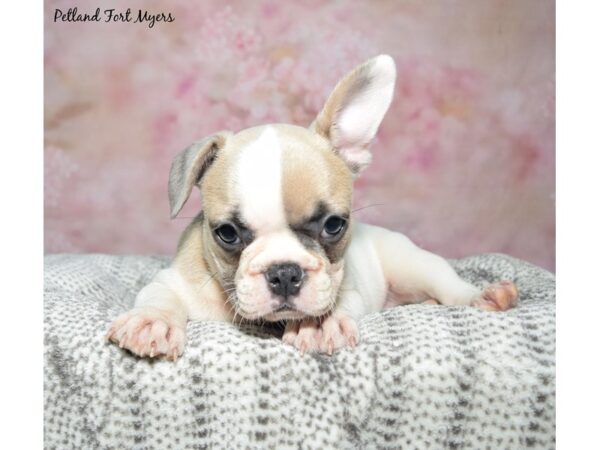 [#23368] Fawn/Piebald Female French Bulldog Puppies for Sale