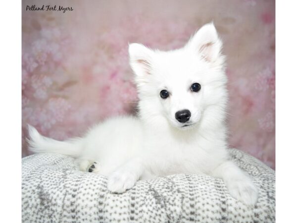 American Eskimo--Female---Petland Fort Myers, Florida