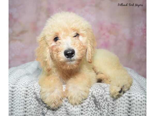 [#23405] Apricot Male Goldendoodle Puppies for Sale