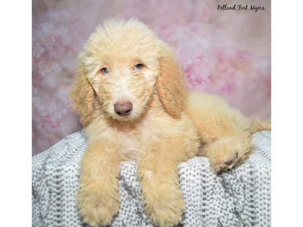 [#23404] Apricot Female Goldendoodle Puppies for Sale