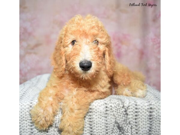 [#23403] Apricot Male Goldendoodle Puppies for Sale