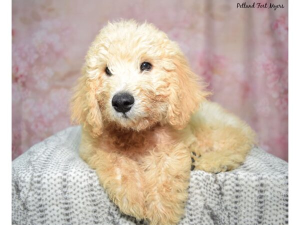 Goldendoodle Dog Male Apricot 23402 Petland Fort Myers, Florida