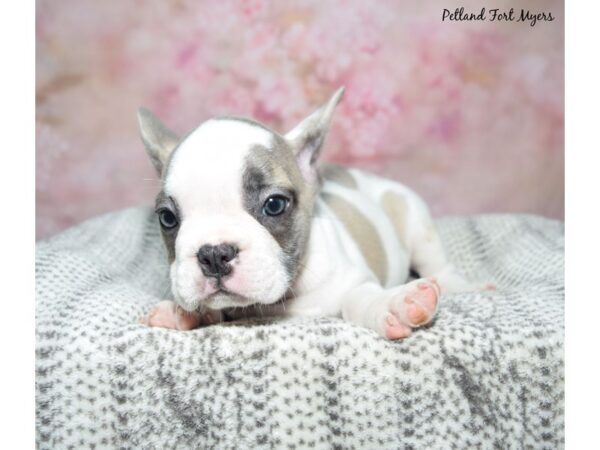 French Bulldog--Male---Petland Fort Myers, Florida