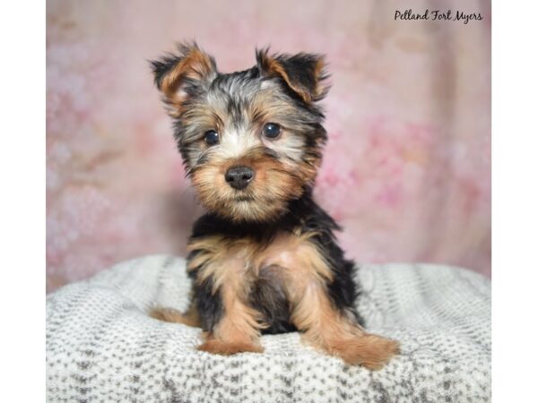 Silky Terrier-Dog-Male-Black & Tan-23396-Petland Fort Myers, Florida