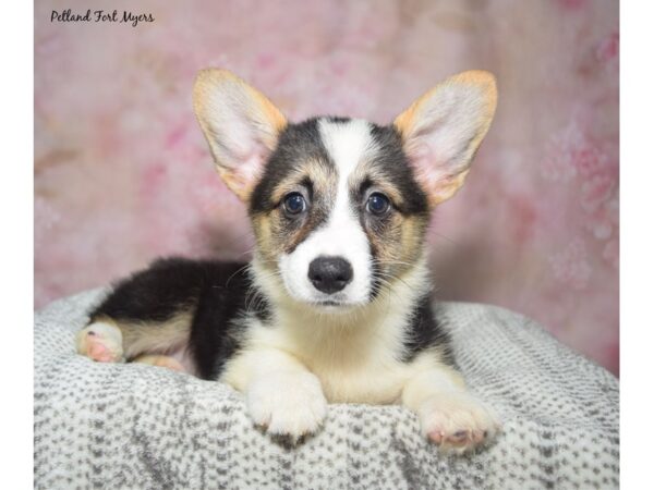 [#23393] Tri Female Pembroke Welsh Corgi Puppies for Sale